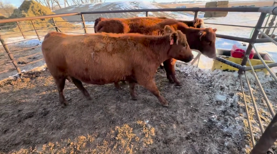 3-6 yr old’s calving April 1 for 45 days.-BC1208B5